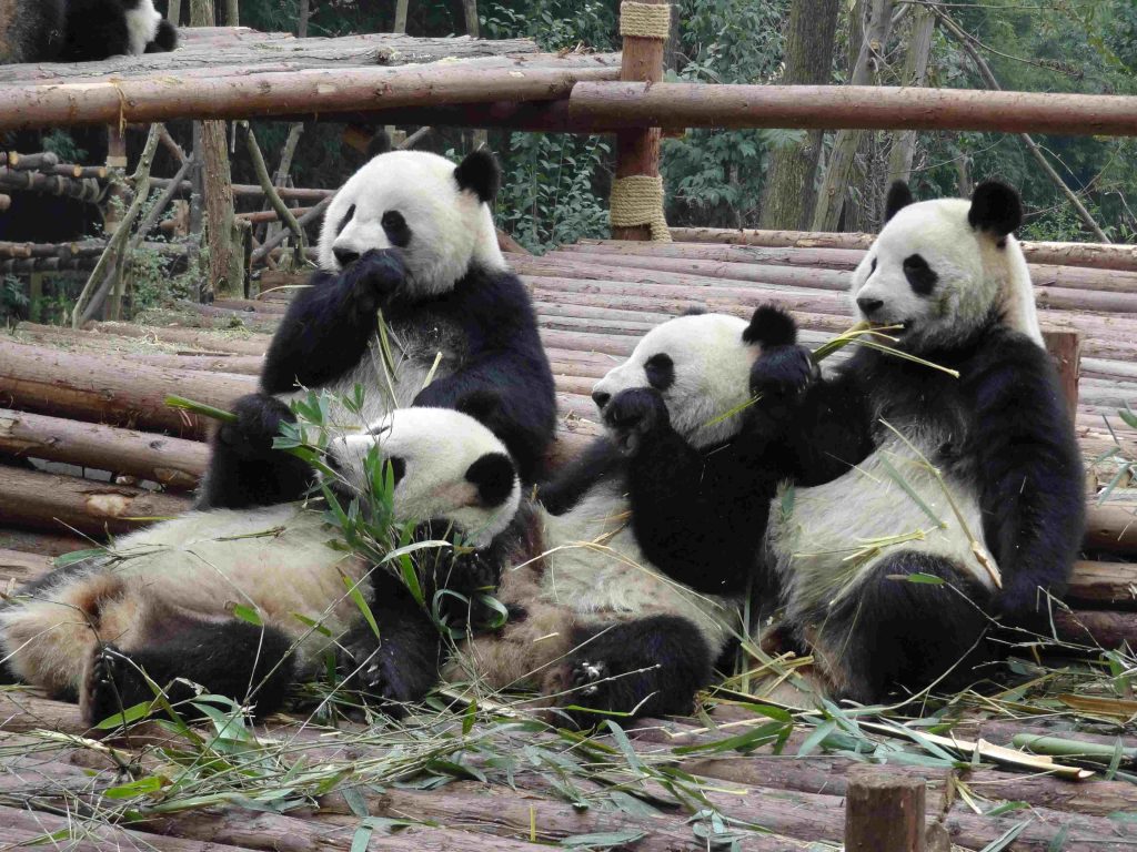 China Travel—Chengdu Research Base of Giant Panda Breeding (Tips, Photos, and Map)